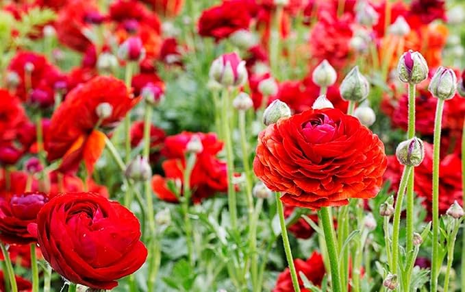 (30) Real Red Ranunculus Bulbs, Lovely Potted Plants Flower Bulbs,Perennial Bonsai Bulbous Root Garden Plant