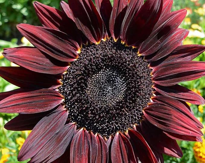 UtopiaSeeds Chocolate Cherry Sunflower Seeds - Beautiful Deep Red Sunflower