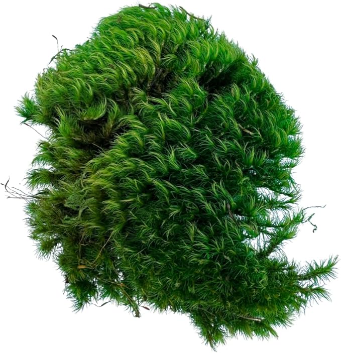 Preserved Mood Moss - Decorative Moss - Dried Moss for Crafts, Home Decor, Art, Design & DIY Projects - for Indoor Use - Natural Green - Small Size
