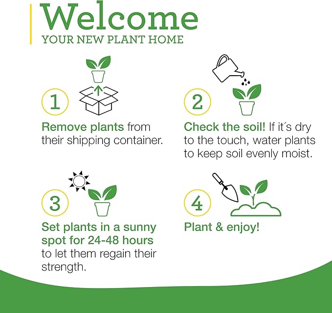 Bonnie Plants Rosemary Live Edible Aromatic Herb Plant - 4 Pack, Perennial In Zones 8 to 10, Great for Cooking & Grilling, Italian & Mediterranean Dishes, Vinegars & Oils, Breads