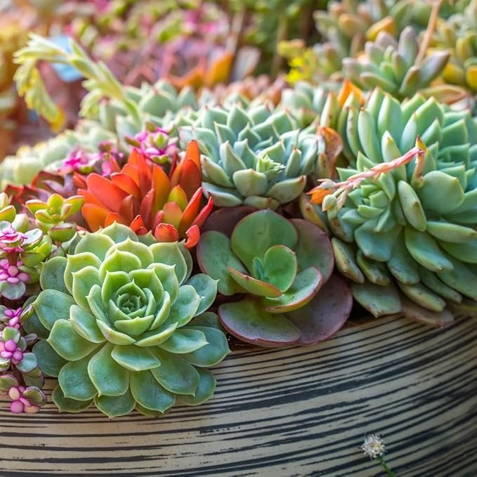 Back to the Roots 100% Organic Succulent & Cacti Mix (Value 25 Quart) | Made in the USA