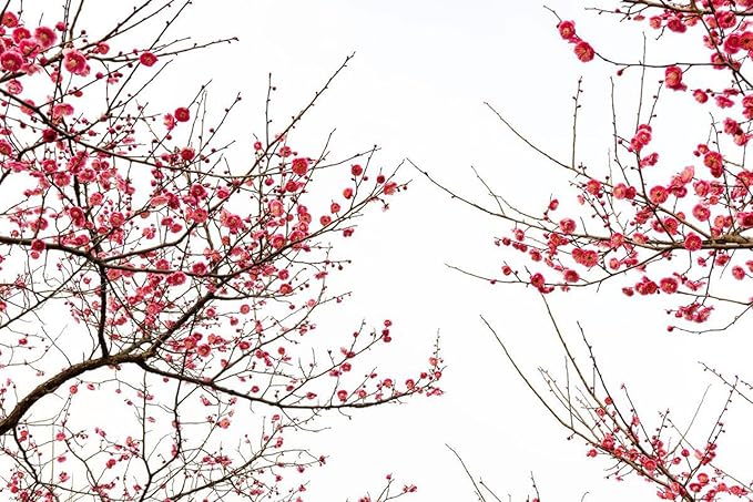 5 Pcs Artificial Plum Blossom Fake Wintersweet Long Stem Plastic Flowers Home Hotel Office Wedding Party Garden Decor 27.5'' High Pink