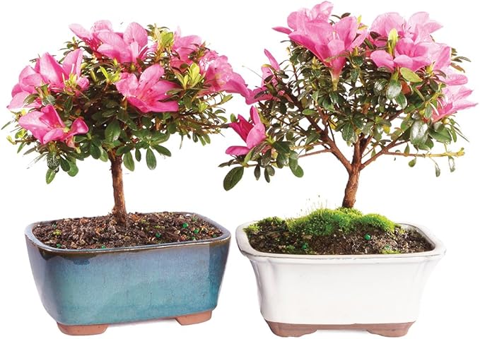 Brussel's Bonsai - Live Satsuki Azalea Bonsai Tree 2-Pack, Outdoor Flowering Bonsai Tree Live Plant, 5 Years Old, 5-8 Inches Tall, Twin Bonsai Set with Pots for Patio Garden (Small)