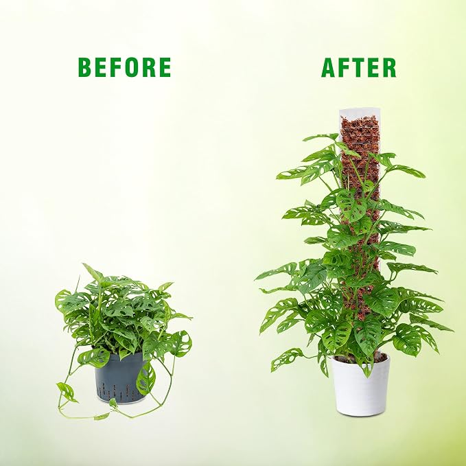 Bonviee 2 Pcs 15 Inch + 2 Pcs 24 Inch Plastic Moss Poles for Monstera β D-Shaped Plant Support for Climbing Vines, Compatible with Sphagnum Moss, Includes 2 Garden Ties