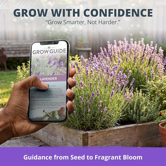 HOME GROWN Non-GMO 'Vera' English Lavender Seeds 1,500+ | True Original Heirloom | Superior Fragrance, Extreme Cold Hardy | High Germination Indoor/Outdoor (Lavandula angustifolia)