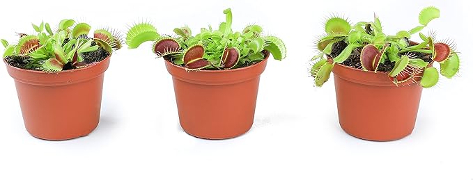 Non-Toxic Live Venus Fly Trap, Pet Safe Plant for Cats & Dogs, Dionaea Muscipula, Carnivorous Plants for Terrariums, Real Houseplants, Fun for Kids, 3 in. Pot