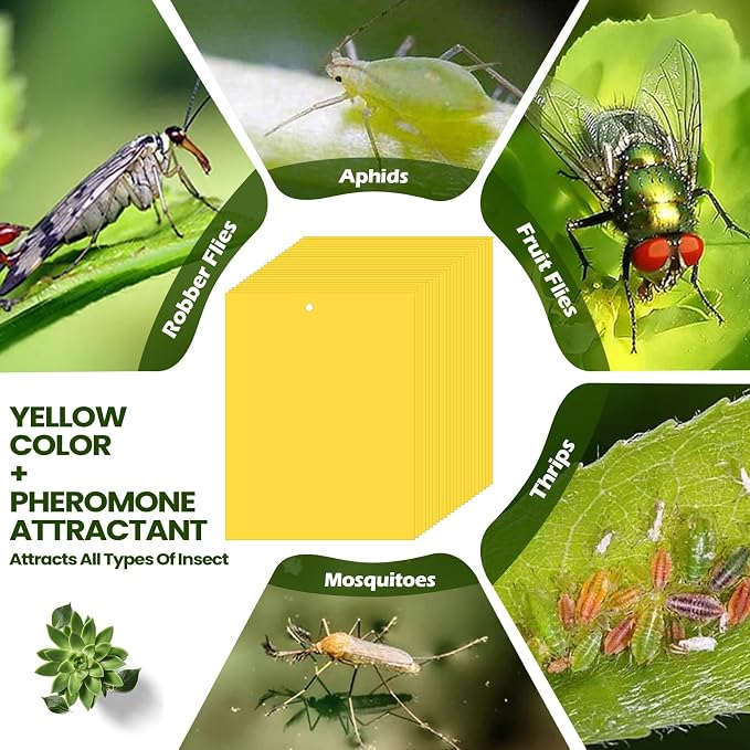 Qualirey 50 Pcs 6x8 Inch Yellow Sticky Traps for Gnats, Dual-Sided Sticky Gnat Traps for Indoor Outdoor Plants, Pest Control for Fungus Gnats, Fruit Flies, Whiteflies with Twist Ties