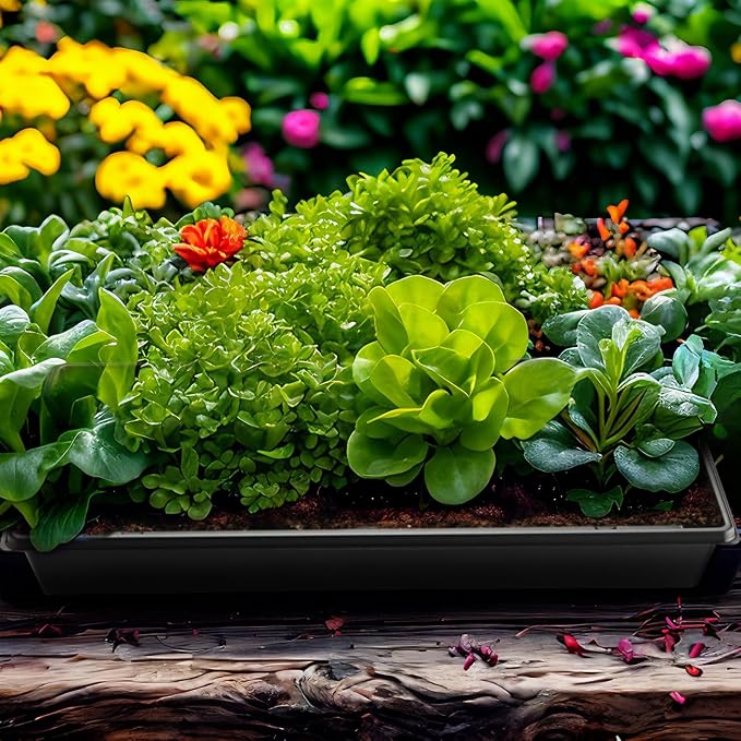 1020 Plant Tray with Tall 7.3" Dome, 5-Pack Extra Large Seed Starter Tray with Humidity Domes, Heavy Duty 1020 Trays and Flats with Lid, Seed Germination Mini Greenhouse No Hole for Balcony Garden