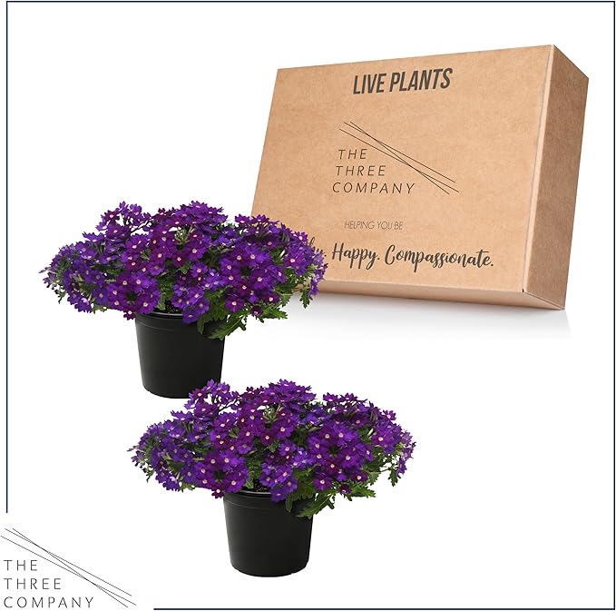 Live Flowering Verbena - Popping Purple (2 Plants Per Pack) - Healthy Flowering Plant - Beautiful Spring Color - 10" Tall by 5" Wide in 1Qt Pot