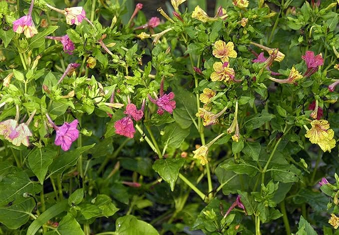 UtopiaSeeds Broken Colors Four O'Clock Seeds - Mirabilis Jalapa - Heat and Drought Tolerant Flowers