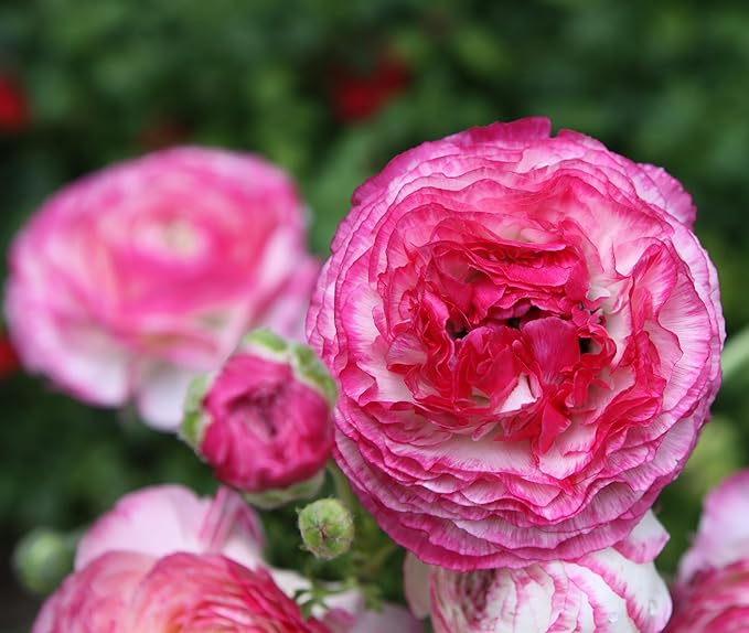 Votaniki Ranunculus Picotee Pink "Persian Buttercup" - Perennial Ranunculus Bulbs for Planting | Long Lasting Blooms - Easy to Grow and Low Maintenance (24 Pack)