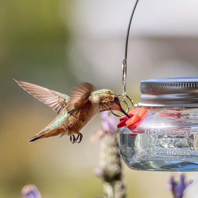Nature’s Way Vintage Glass Jar Hanging Hummingbird Feeder, 6 oz Nectar Capacity, 4 Flexible Feeding Ports, Easy Clean Dish-Style Feeder for Outdoor Yard Décor, Clear