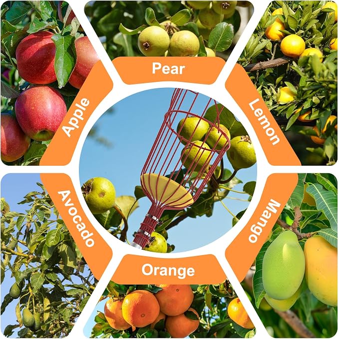SISIUPASSIE 20FT Reach Fruit Picker, Apple Picker Pole with Basket Telescoping Tool for Apple Lemon Orange Mango Avocado Fruit Tree Picking