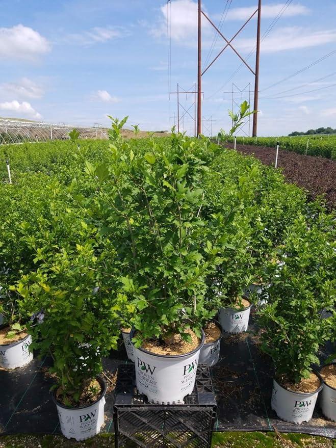 Proven Winners - Hibiscus syriacus Azurri Blue Satin (Rose of Sharon) Shrub, blue w/ red flowers, #3 - Size Container