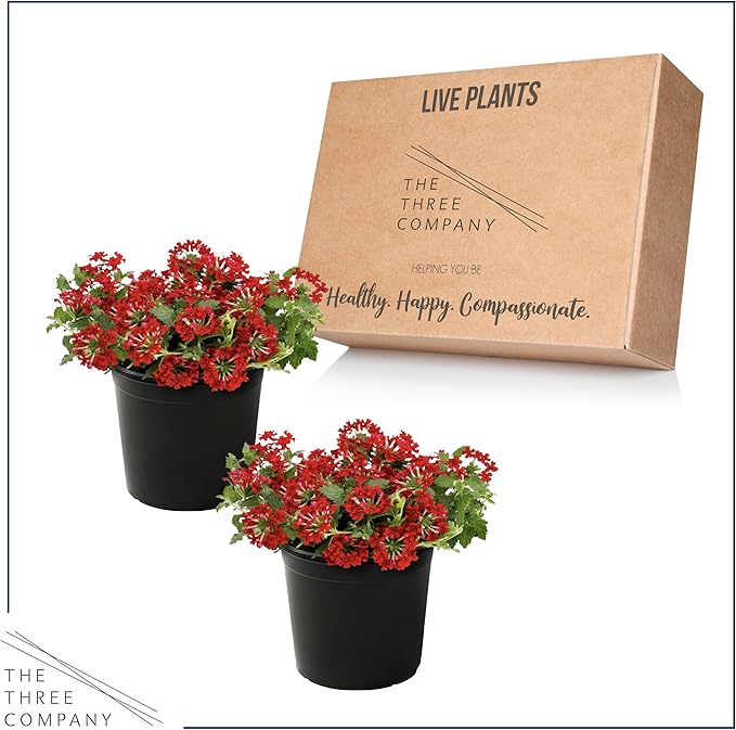 Live Flowering Verbena - Shades of Red (2 Plants Per Pack) - Healthy Flowering Plant - Beautiful Spring Color - 10" Tall by 5" Wide in 1Qt Pot