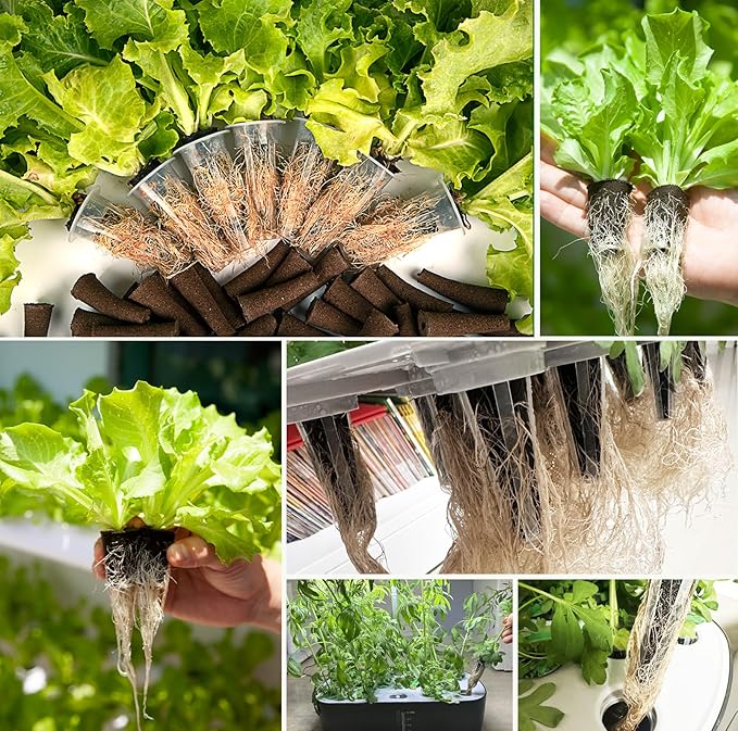 50 Pack Hydroponic Grow Sponges Seed Pods Replacement, Growing System Plant for Seed Plugs Garden Cube Sponges Replacement,Compatible with Aerogarden & Most Hydroponic System,1pc Tweezer