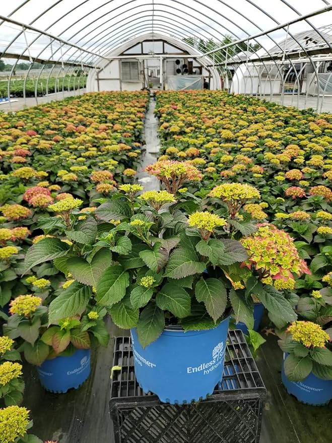 Hydrangea Endless Summer Crush (Bigleaf) Shrub, 2-Size Container, red or Purple Flowers