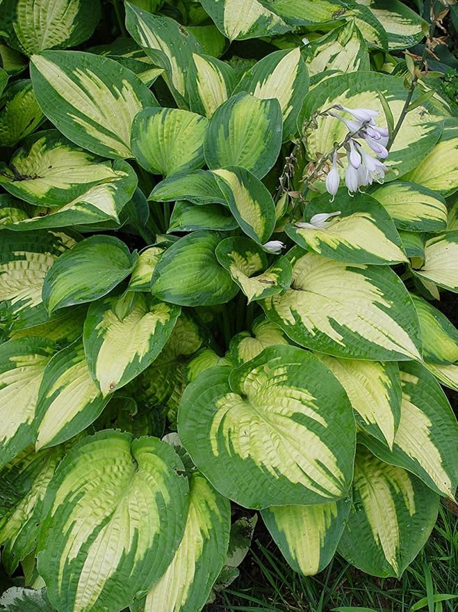 Hosta 'Paul's Glory' (Hosta) Perennial, 1 - Size Container