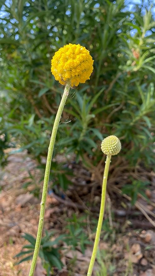 Plant Good Seed Organic Craspedia/Billy Buttons Seeds for Planting: Perennial Flower, Yellow Blossoms - 40 Seed Packet