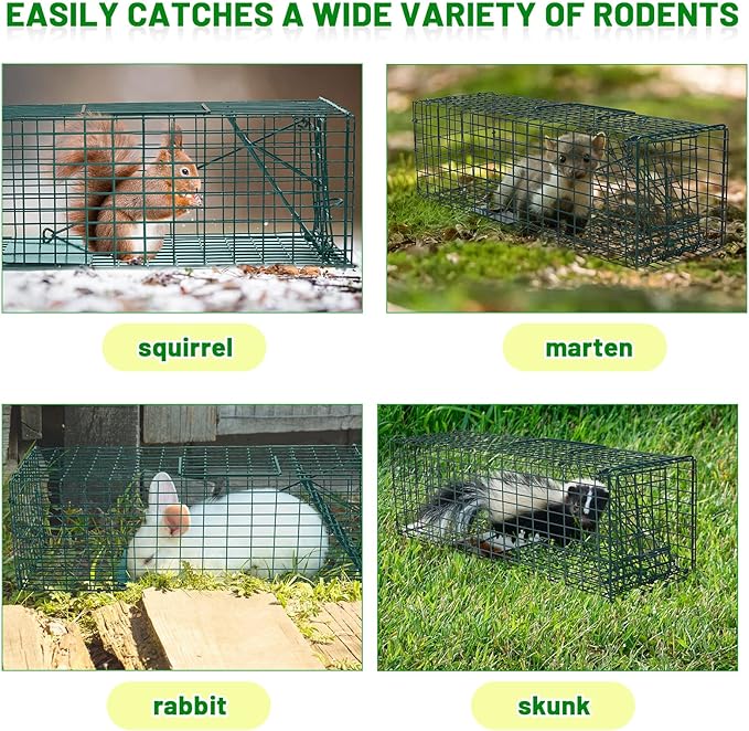 Qualirey 2 Pcs Humane Squirrel Trap Heavy Duty Live Animal Chipmunk Catch and Release Rat Trap for Outdoor Small Animals Mouse Raccoon Stray Cat Rodent Weasels(Green)