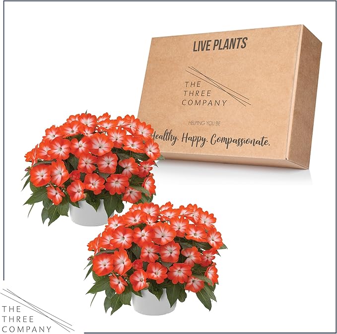 Live Flowering New Guinea Impatiens - Harmony Orange Star (2 Plants Per Pack) - Beautiful Shade Flowers - 12" Tall by 5" Wide in 1 Qt Pot