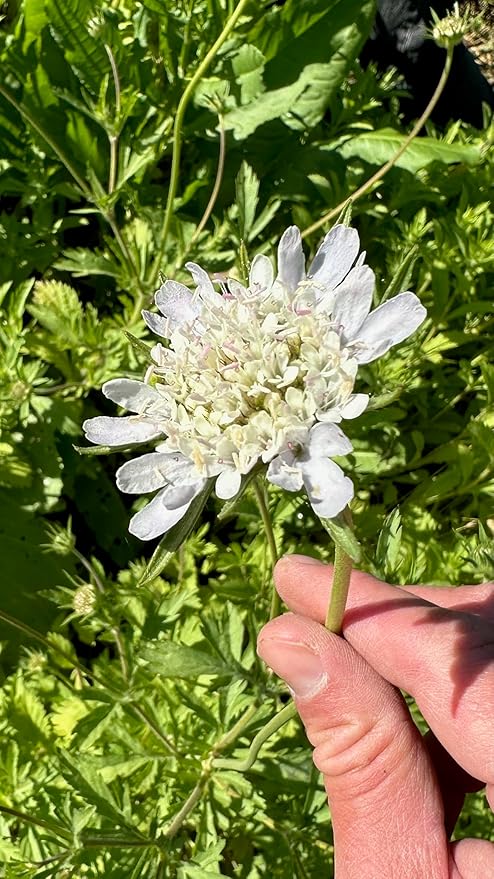 Plant Good Seed White Starflower Scabiosa Flower Seeds for Planting: Dried Bouquets, Brown Geometric Pods - 30 Seed Packet