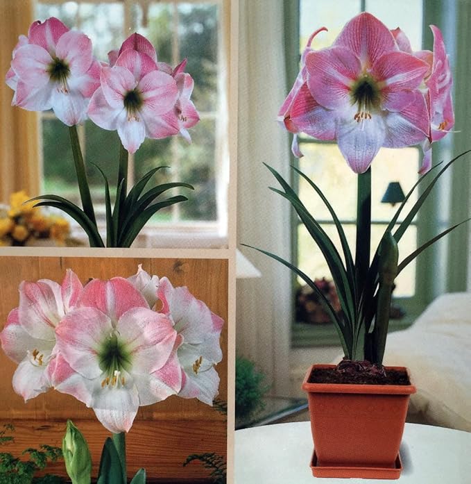 Amaryllis Kit: Apple Blossom + Plastic Pot & Soil - 26/28 cm Bulb - Netherland