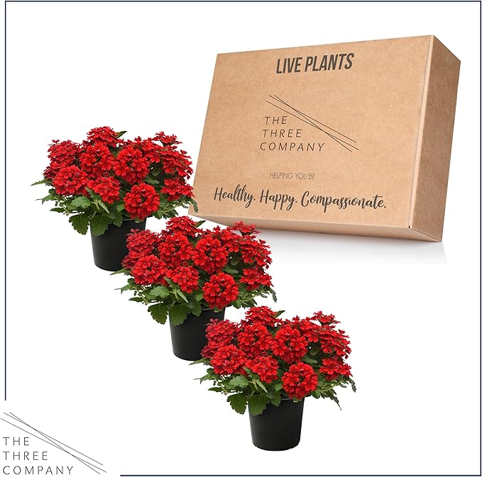 Live Flowering Verbena - Shades of Red (3 Plants Per Pack) - Healthy Flowering Plant - Beautiful Spring Color - 10" Tall by 5" Wide in 1Qt Pot