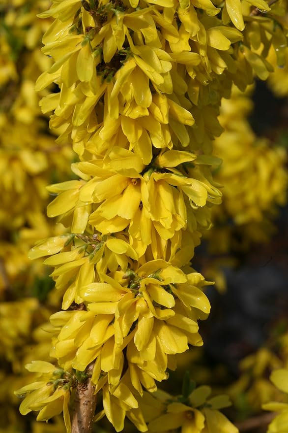 Live Plant from Green Promise Farms - Proven Winners Forsythia x Show Off Starlet, #3 Gallon Size Container, Yellow Flowers
