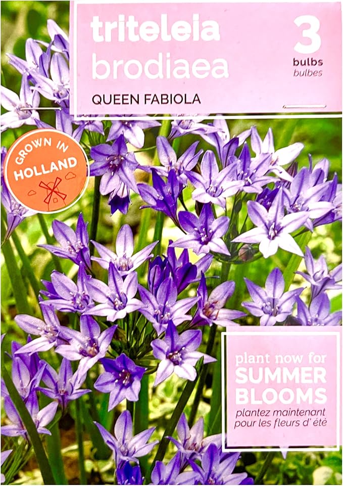 Flower Bulbs, Triteleia Brodiaea, Queen Fabiola, Purple, Grown in Holland