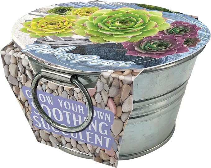 Unique Gardener Grow Your Own Succulents Plant Seeds 3-Pack, DIY Indoor Succulents and Live Plants for Home or Garden Planting, Pail of Peace