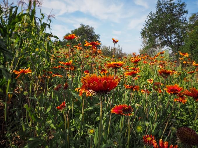 Plant Good Seed Organic Gaillardia aristata Seeds - Pack of 75, Heirloom Seeds for Planting Flower - Gardening Supplies, Wildflower, Herb Garden, Flower Seeds to Plant Outside - Non-GMO, from USA