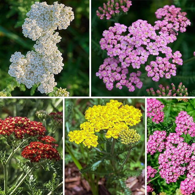 8000+ Yarrow Seeds for Planting - 5 Packs Colors Mixed, Achillea Millefolium Perennial Wildflower, White, Gold, Red, Pink, Purple, Separate Packets 1600 Each, Attracts Bees & Butterflies