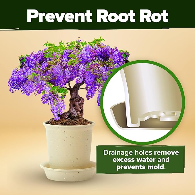 2,000+ Vegetable Seeds for Planting - Bonsai Tree Kit - Gifts for Men & Women