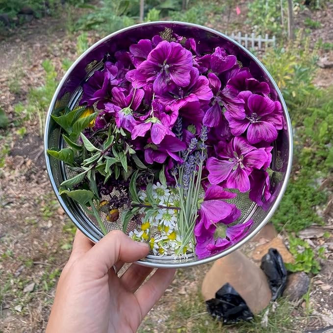 Plant Good Seed Common/Swedish Mallow Seed - Pack of 100 Heirloom Seeds for Planting Flowers - Gardening Supplies, Wildflower, Hollyhock, Herb Garden - Non-GMO, Open Pollinated, from USA