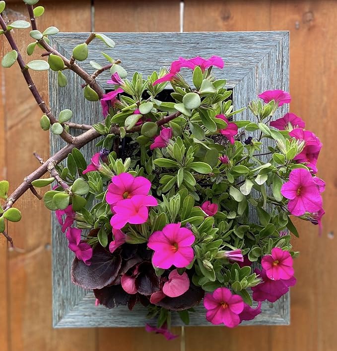 Wall Planter (8x10) - Instant Vertical Succulents Herbs Indoor Garden DIY Picture Cactus Plastic Ready to Hang Pin Plant Display Water