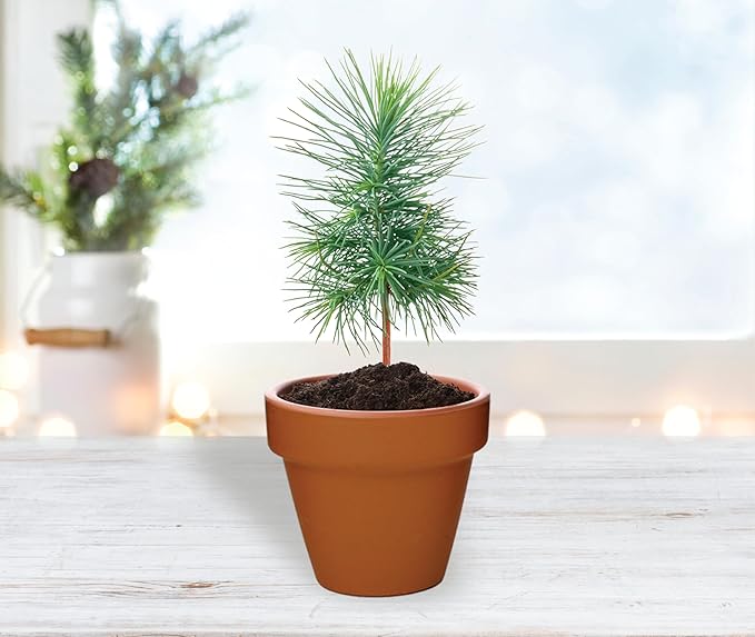BUZZY Seeds Holiday Mini Spruce Kit 12-Pack – Terracotta Pots with Bear, Penguin, and Snowman Designs, All-in-One Tree Seed Starter Set, Stocking Stuffer, Party Favor