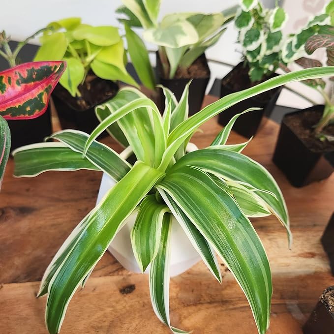 Tillandsia Air Plants Live Indoor Plants (50 Pack), Air Plants Bulk Party Favors or Wedding Favors Live Plants, Air Plant Lover Gifts, DIY Terrarium Kit, Air Succulents Plants Live by Plants for Pets