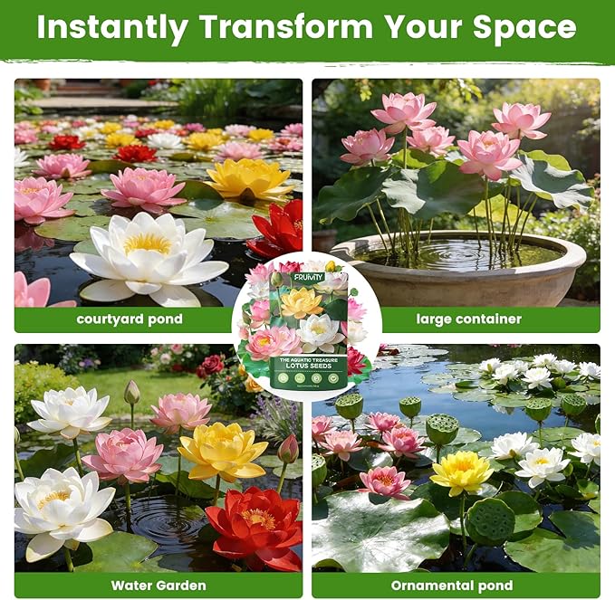 30 PCS Lotus Seeds for Planting in Water - Mixed Color Bowl Lotus Seeds, Non-GMO Aquatic Plant Water Lily Seeds for Indoor Bonsai, Outdoor Ponds & Garden