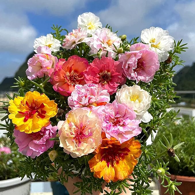 LUOJIBIE Moss Rose Seeds, 20,000+ Bulk Flower Seeds for Planting Outdoors(99% Pure Live, Non-GMO), Mixed Colors and Large Blooms, Attracts Pollinators, Easy to Grow