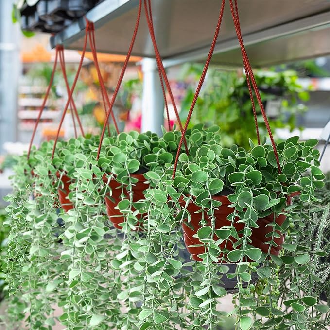 Tioncy 50 Pcs Plastic Hanging Planter Round Hanging Pot for Plants Containers with Hook Flower Plant Pots Holders for Outdoor Indoor Plant Balcony Garden Decor(Coffee,6.7inch)