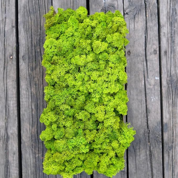 Preserved Reindeer Moss Natural Green DIY Kit Gardenning Art Wall Decor Florist Decor Easter Table Decor Wedding