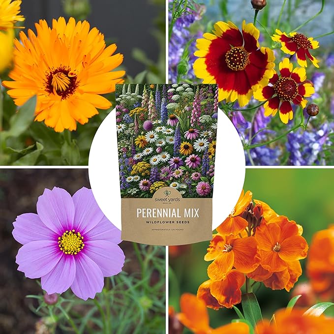 Perennial Wildflower Seeds Mixture - Bulk 1/4 Pound Bag - Over 60,000 Pure Live Seed - Open Pollinated and Non GMO