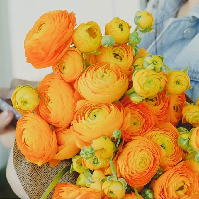 Ranunculus Bulbs Orange Shades Mix (10 Bulbs) - Orange Shades of Ranunculus Bulb Corms - Large Bulbs, 8+ cm