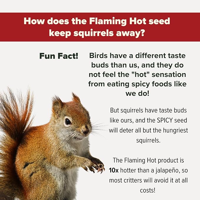 Mr. Bird Flaming Hot Feast Small Loose Seed Bag 2lbs | Hot Pepper Wild Bird Seed for Outside Feeders | Prevent Squirrels | Spicy Bird Food | Backyard Birds
