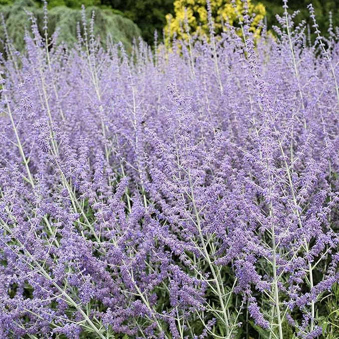100 Pcs Blue Steel Russian Sage Seeds, Drought-Tolerant Perennial with Sky Blue Flowers, Perovskia atriplicifolia for Landscaping, Garden Borders, Pollinator Plants & Low-Maintenance Shrubs