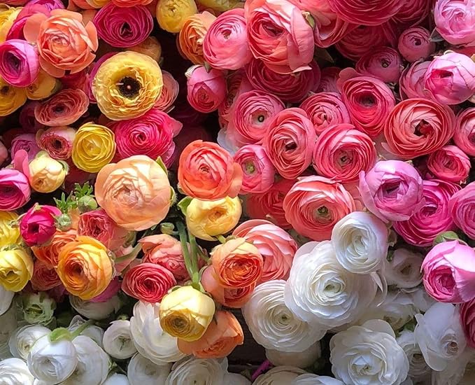10PCS Mixed Color Yellow/Red/Pink/Purple/White MulticoloredRanunculus Bulbs Double Buttercups Spring Rose Bulb Wedding Flower Bulbs (10, Mix Color 2)