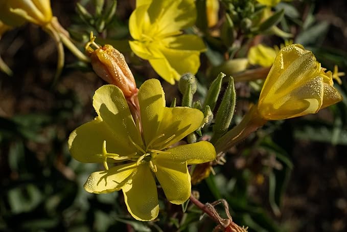 Plant Good Seed Organic Large Flowered Evening Primrose Seeds - Pack of 175, Heirloom Seeds for Planting Herbs, Flowers - Gardening Supplies, Herb Garden - Non-GMO, from USA