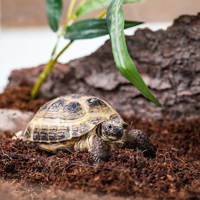 Gardenera Terrarium Bedding - Premium Blend of Coco Coir, Charcoal, Pumice, and Vermiculite for Vibrant Terrariums - 1 Quart