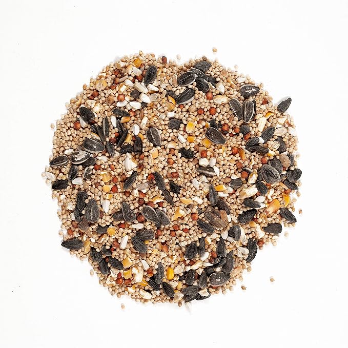 Squirrel Buster Mini Squirrel-Proof Bird Feeder w/4 Metal Perches, 0.98-Pound Seed Capacity & Wagner's 62004 Eastern Regional Wild Bird Food, 20-Pound Bag